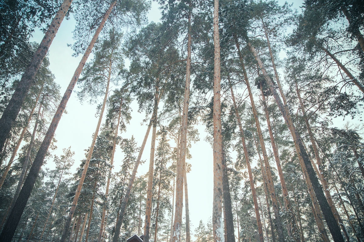 Winter photo